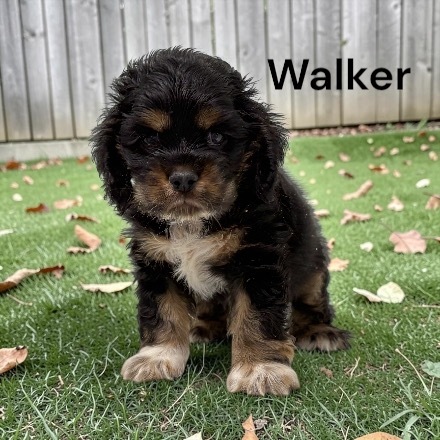 puppy, for, sale, Cocker Spaniel, Joe & Cherri  Overlease, dog, breeder, Miller, MO, dog-breeder, puppy-for-sale, forsale, nearby, find, puppyfind, locator, puppylocator, aca